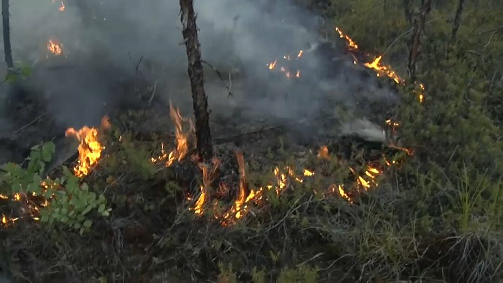 Пожары в сибирских лесах - поимка преступника и наказание