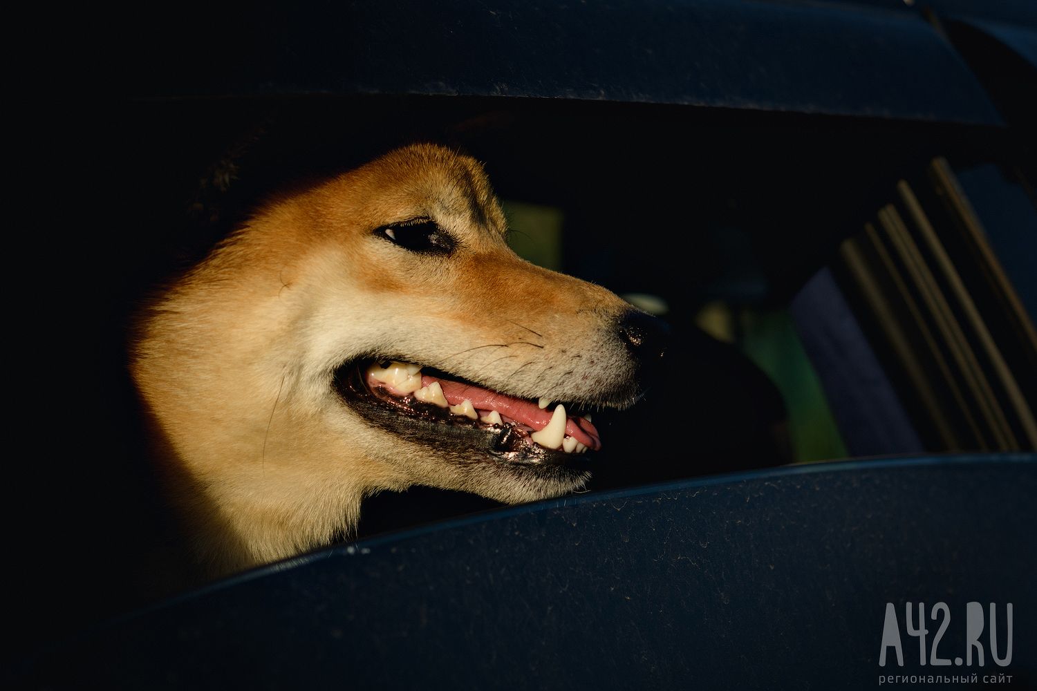 Сибом кемерово. Собачья радость Ставрополь. Шанс Кемерово собаки.