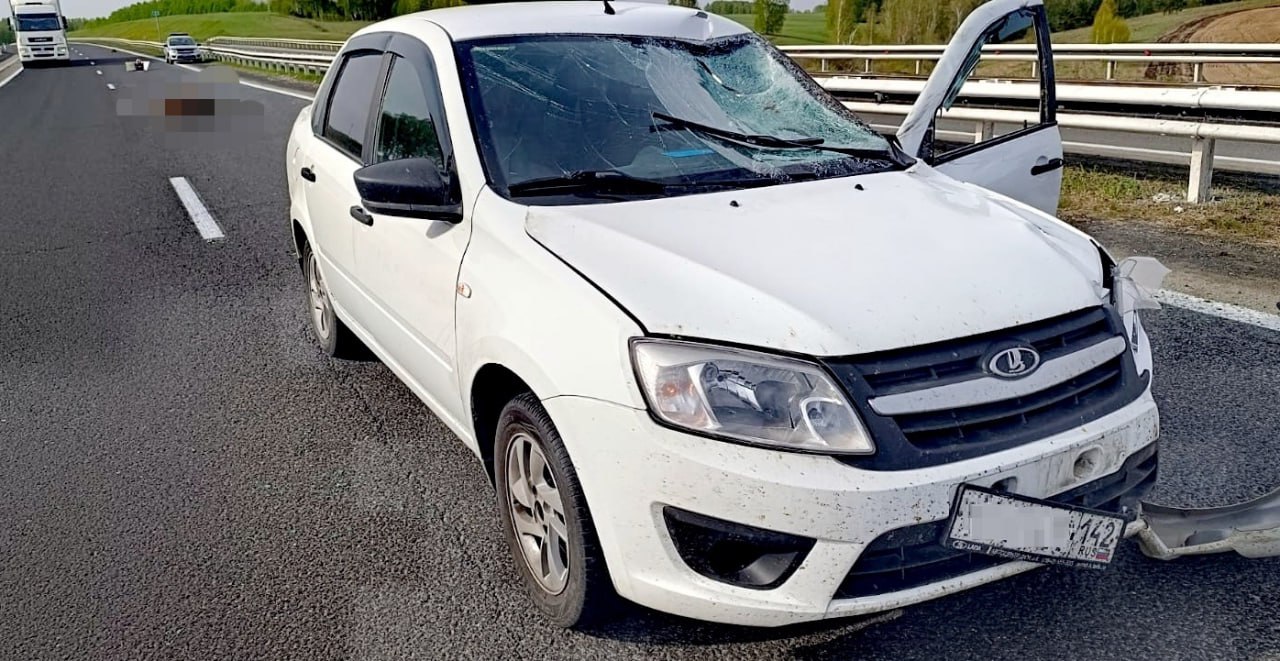 Водитель Lada сбил лося на трассе около Кемерова, животное погибло