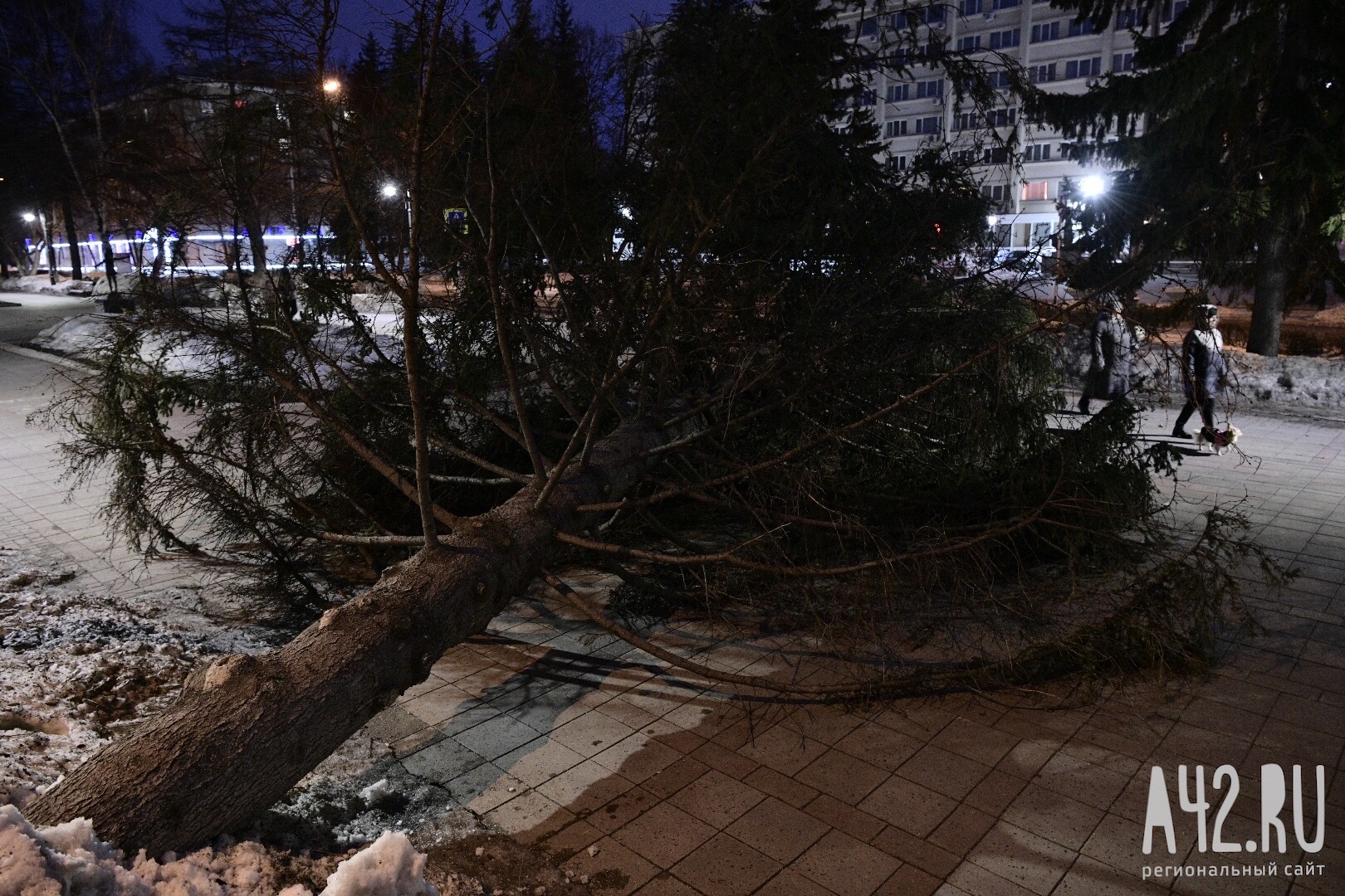 Кемерово буря. Ураганный ветер. Снежный ураган повалил деревья на приусадебном участке.