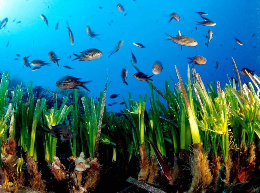 Известно что у прибрежных водорослей. Посейдония океаническая. Морская трава Посейдония индийский океан. Посейдония водоросли.