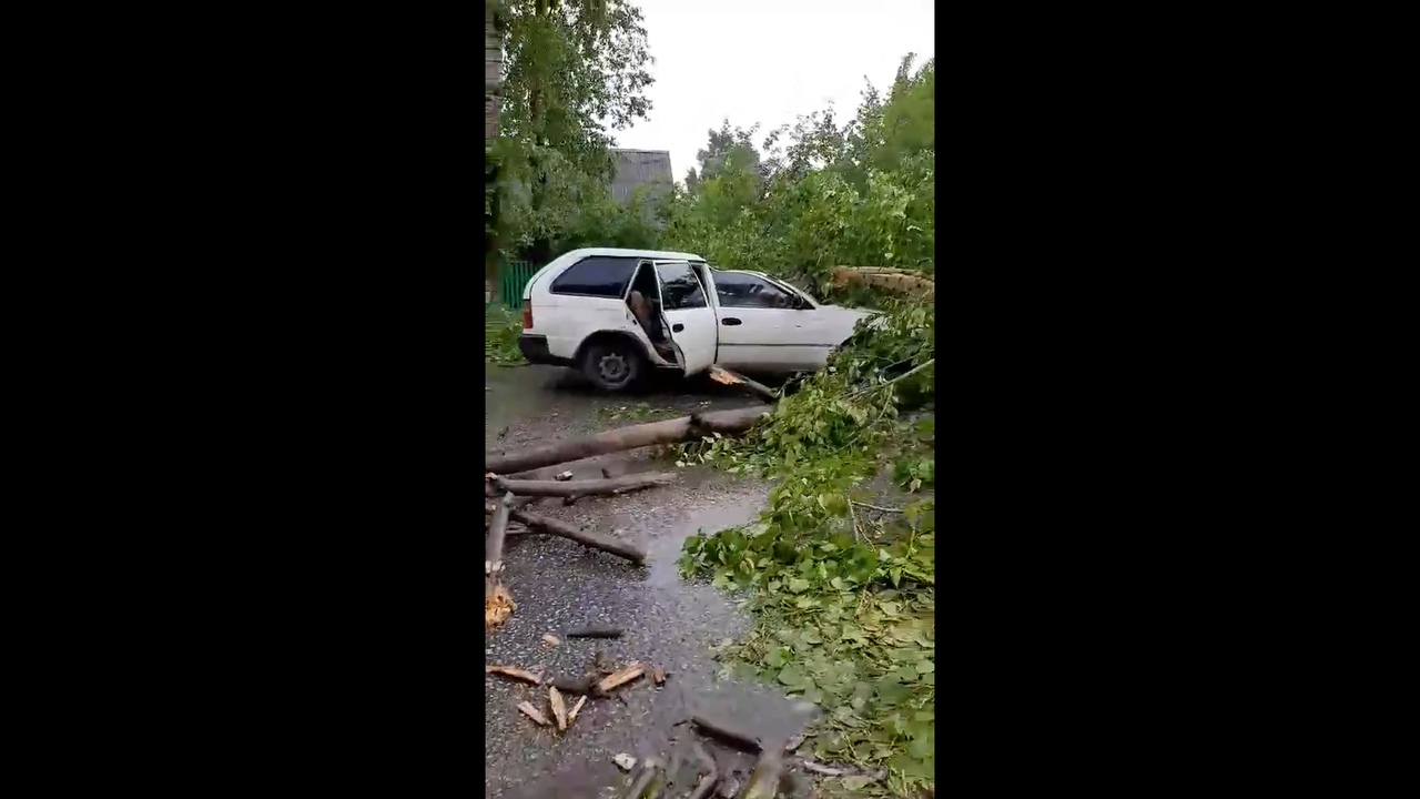 Дерево упало на автомобиль в Новокузнецке | 20.06.2020 | Кемерово -  БезФормата