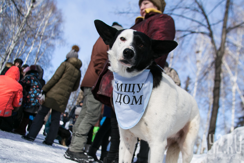 Более 8. Бездомные животные в Кемерово. Животные власть. По городу Междуреченска волонтеров по животным.