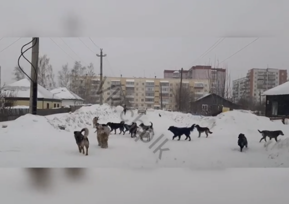 Проект по экологии бездомные собаки в городе