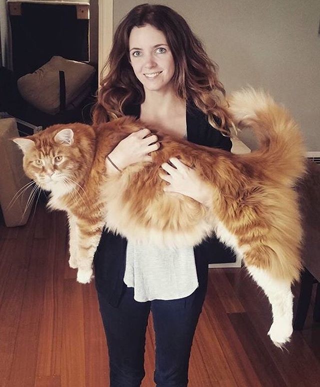 Фото гигантского кота удивили соцсети